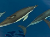 Tra-i-delfini-al-largo-della-Sardegna.jpg