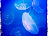Le-meduse-incantate.jpg