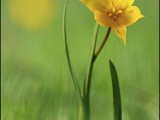 Il-tulipano-giallo.jpg