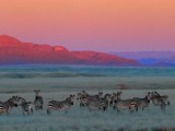 Le-zebre-e-un-tramonto-africano.jpg